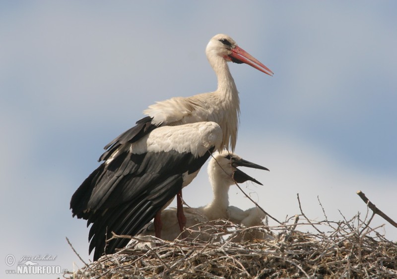 white-stork-26378